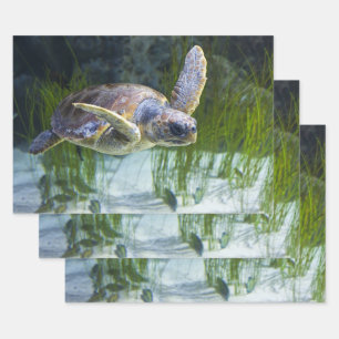 Feuille De Papier Cadeau Tortue de mer magnifique nageant à l'horizontale