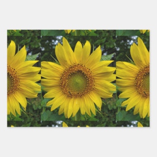 Feuille De Papier Cadeau Tournesol