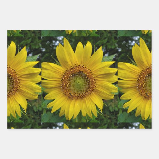 Feuille De Papier Cadeau Tournesol (Devant)