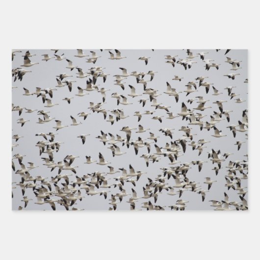 Feuille De Papier Cadeau Troupeau d'oies en vol (Devant 2)