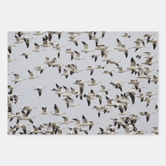 Feuille De Papier Cadeau Troupeau d'oies en vol (Devant)