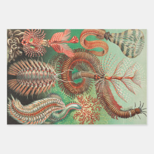Feuille De Papier Cadeau Vers, Annelids Chaetopoda par Ernst Haeckel