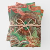 Feuille De Papier Cadeau Vers, Annelids Chaetopoda par Ernst Haeckel (En situation)