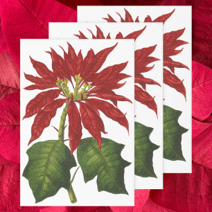 Feuille De Papier Cadeau Vintage Noël, Rouge Poinsettia Plante d'hiver