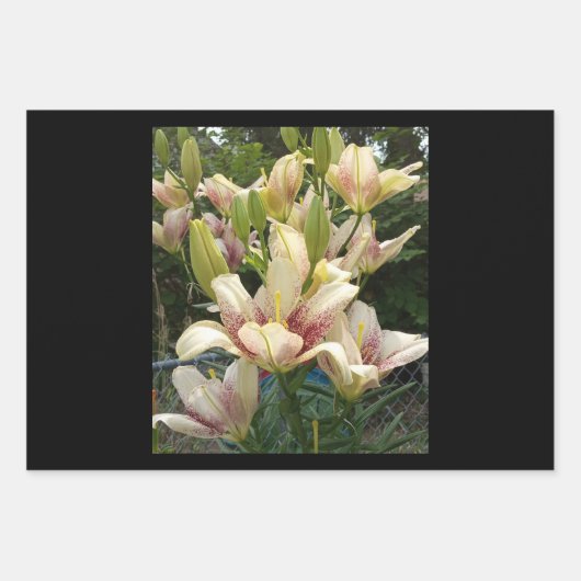 Feuille De Papier Cadeau White Day (Devant)