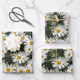 Feuille De Papier Cadeau White Oxeye Daisy Meadow