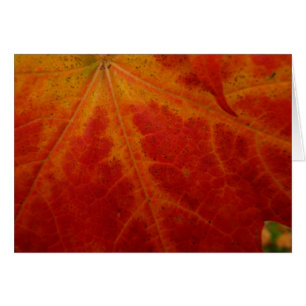 Feuille d'érable rouge Abstraite Automne Photograp