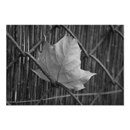 Feuille d'érable sèche - Photo (Devant)