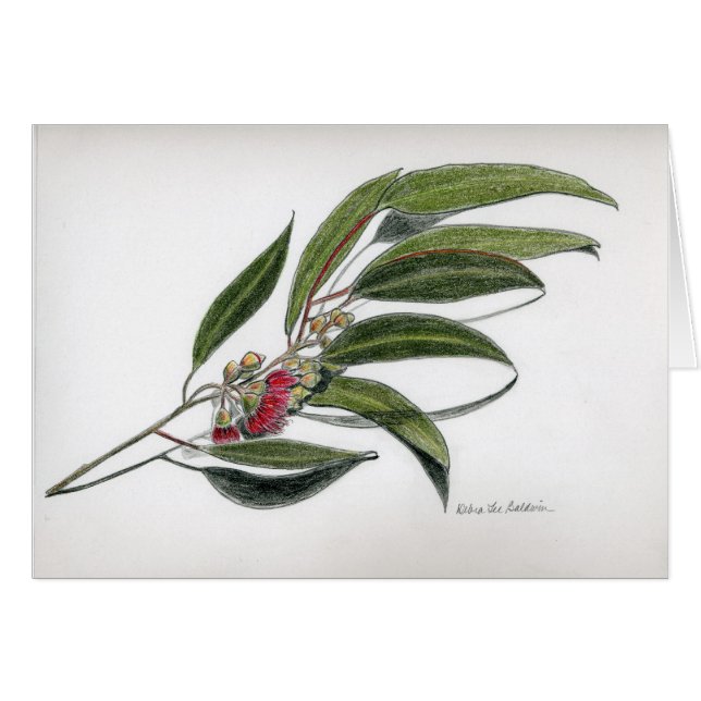 Feuille d'eucalyptus (Devant horizontal)