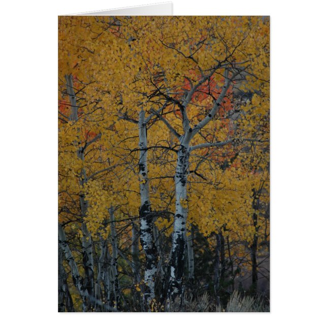 Feuille d'or de l'Aspen (Devant)
