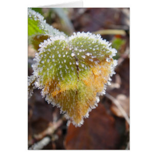 Feuille en forme de coeur avec gel