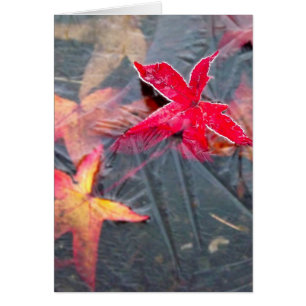 Feuille glacial