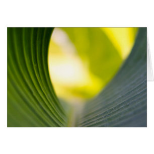 Feuille verte