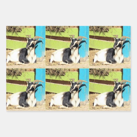 Feuilles colorées d'enveloppement de chèvre (Devant 2)