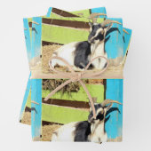 Feuilles colorées d'enveloppement de chèvre (En situation)