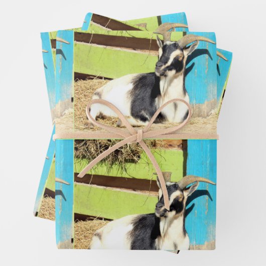 Feuilles colorées d'enveloppement de chèvre (En situation)