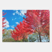 Feuilles D'Arbre Rouge Lumineux En Automne (Devant 2)