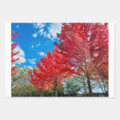 Feuilles D'Arbre Rouge Lumineux En Automne (Devant)