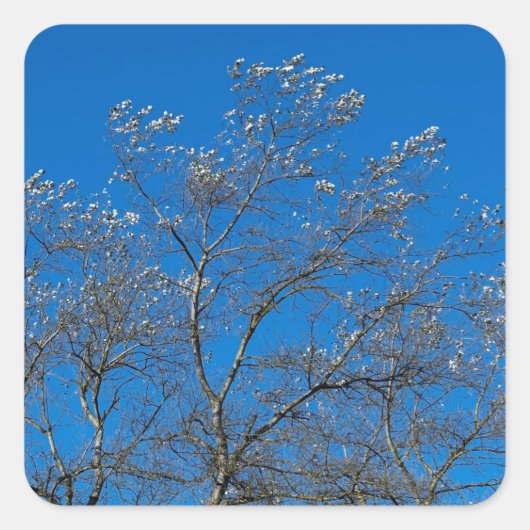 Feuilles d'argent d'un Stickers de peuplier blanc (Devant)