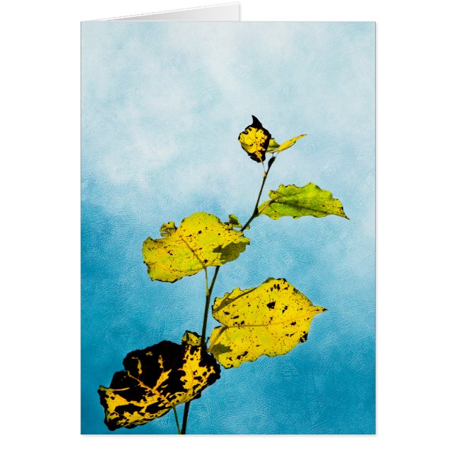 Feuilles d'automne (Devant)