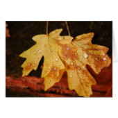 Feuilles d'automne avec gouttes de pluie, vierge à (Devant horizontal)