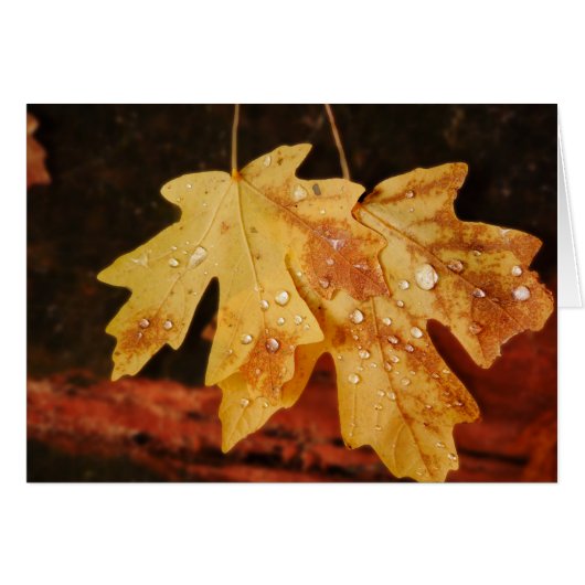 Feuilles d'automne avec gouttes de pluie, vierge à (Devant horizontal)