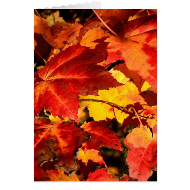 Feuilles d'automne colorées, feuille d'érable roug (Devant)
