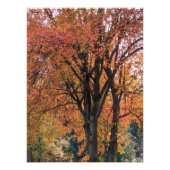 Feuilles d'automne colorées Photographie (Devant)