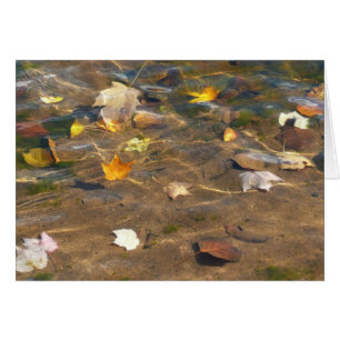 Feuilles d'automne dans l'étang de l'eau Photograp