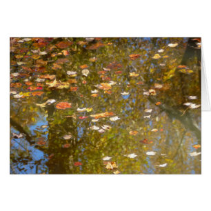 Feuilles d'automne et réflexion sur le cours d'eau