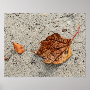 Feuilles d'automne Fallen Photo Poster