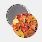 Feuilles d'automne magnet Coloré Feuilles d'arbre  (Recto/Verso)