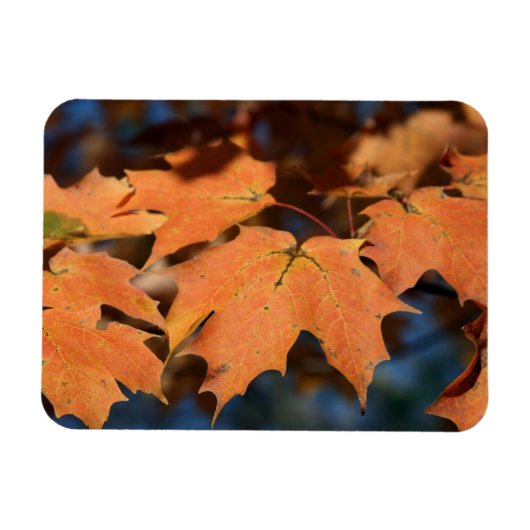Feuilles d'automne Magnet flexible (Horizontal)