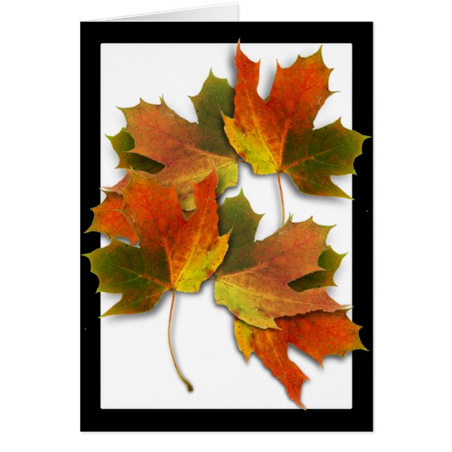 Feuilles d'automne orange et dorées (Devant)