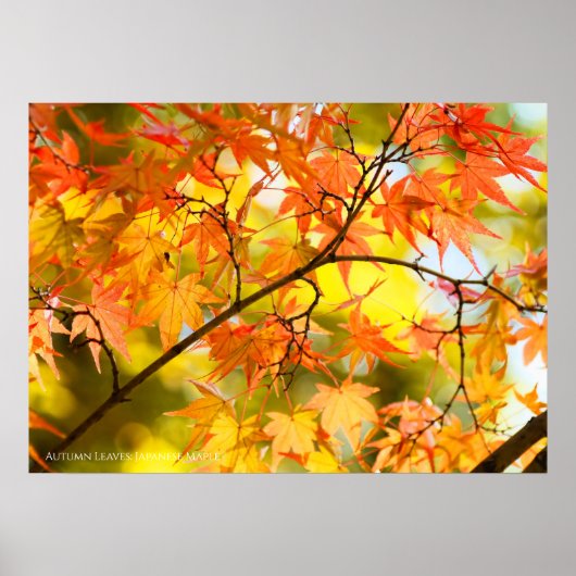 Feuilles d'automne [Papier affiche de valeur] (Devant)
