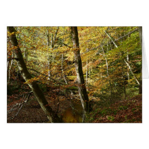 "Feuilles d'automne + ruisseau dans Northumberland