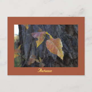 Feuilles d'automne sur une carte postale arboresce