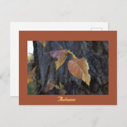 Feuilles d'automne sur une carte postale arboresce (Devant / Derrière)