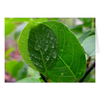 Feuilles de chokecherry au printemps