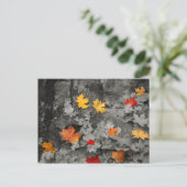 Feuilles de couleur dans une carte postale du mond (Debout devant)