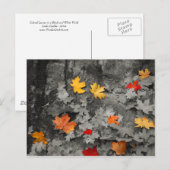 Feuilles de couleur dans une carte postale du mond (Devant / Derrière)