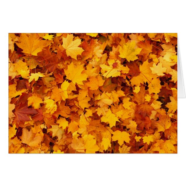 Feuilles de érable jaune d'automne (Devant horizontal)