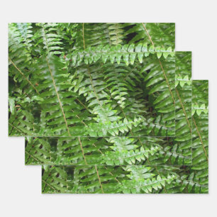 Feuilles de fougère I Nature verte