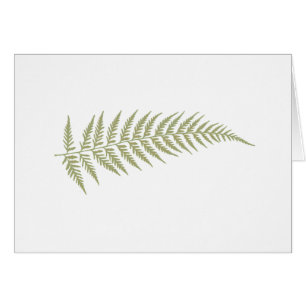 Feuilles de fougères botaniques pressées - Choisis