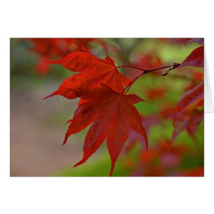 Feuilles de l'arbre rouge