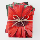 Feuilles de papier cadeau botanique Daisy Orange (En situation)
