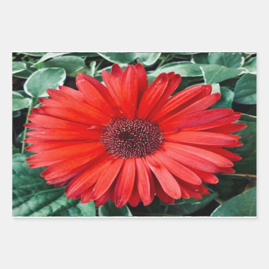 Feuilles de papier cadeau botanique Daisy Orange (Devant)
