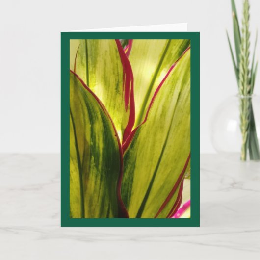 Feuilles de Ti, carte vierge (Devant)