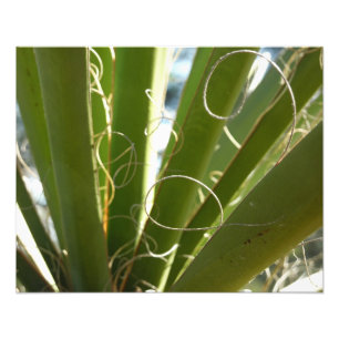 Feuilles de Yucca Vert Photographie de la Nature