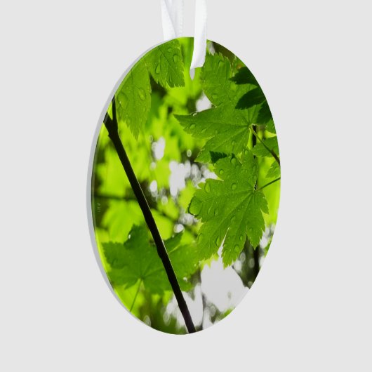 Feuilles d'érable avec Raindrops (devant)